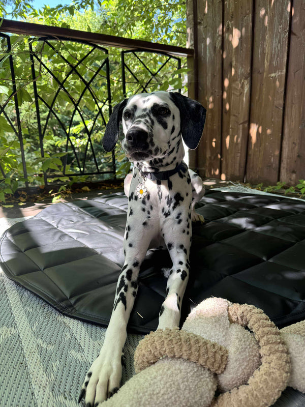 Dog Travel Bed | 35'' |  Black +Cream