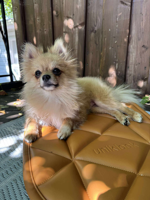 TRAVEL DOG BED | 16"x30" | Amber