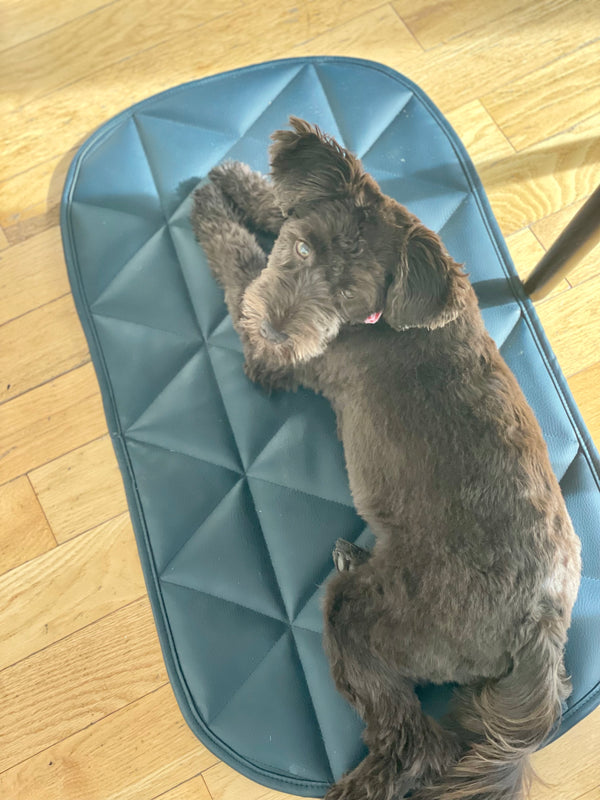 Padded Pet Bed | 16"x30" | Navy Blue