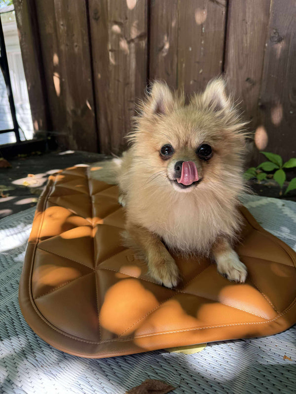 TRAVEL DOG BED | 16"x30" | Amber