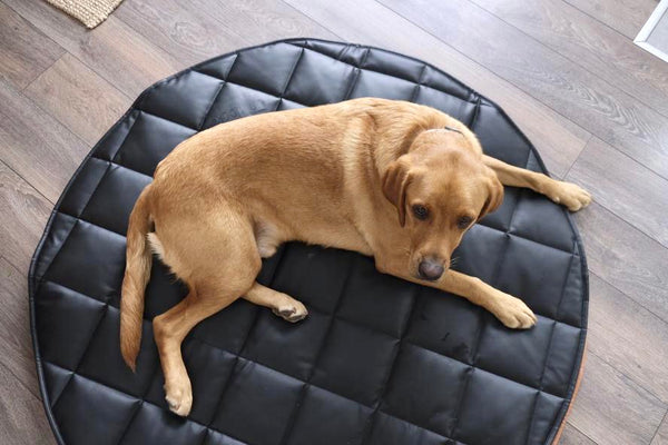 TRAVEL DOG BED | 47" | BLack +Cream