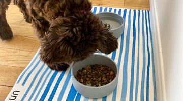 Vegan Leather Pet Mat vs Silicone Pet Mat — Which Is Best for Your Pet?
