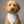 Charger l'image dans la galerie, Brown dog wearing a white bandana with black polka dots on a gray background
