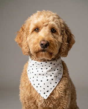 Brown dog wearing a white bandana with black polka dots on a gray background