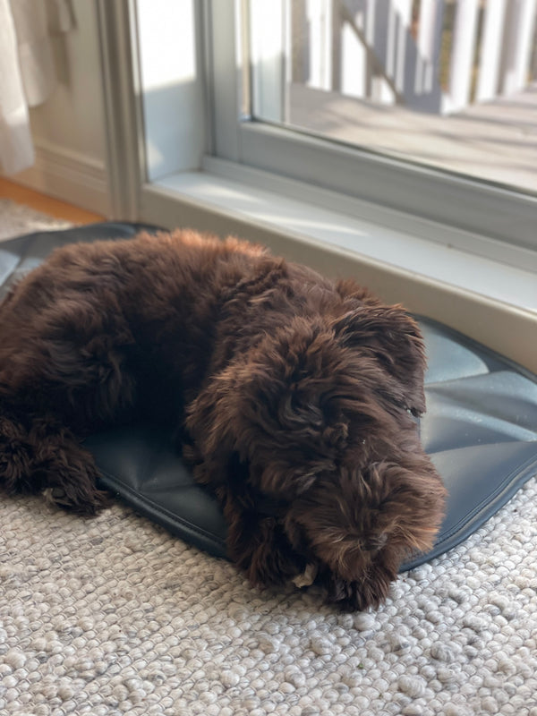 Padded Pet Bed | 16"x30" | Navy Blue