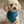 Charger l'image dans la galerie, Small dog wearing a teal bandana with a visible brand tag on a neutral background
