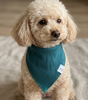 Small dog wearing a teal bandana with a visible brand tag on a neutral background