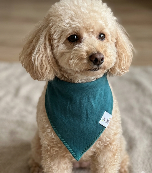 Small dog wearing a teal bandana with a visible brand tag on a neutral background