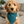 Charger l'image dans la galerie, Puppy wearing a teal bandana in a living room setting
