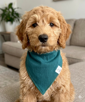 Puppy wearing a teal bandana in a living room setting