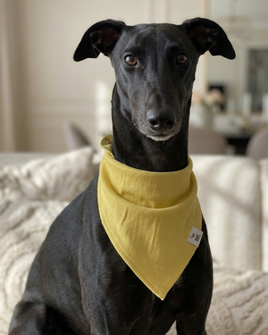Black dog wearing a yellow bandana sitting on a couch.