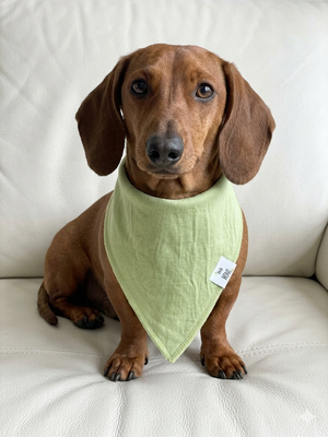 Dachshund wearing a green bandana sitting on a white couch