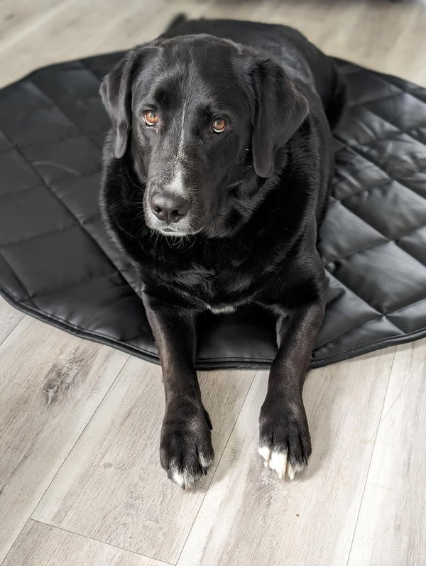 TRAVEL DOG BED | 47" | BLack +Cream