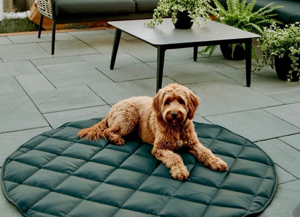Dog lying on a green quilted mat outdoors with a patio and plants in the background