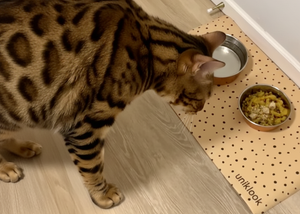 Cat eating from a bowl on a wooden floor with a polka dot mat underneath.